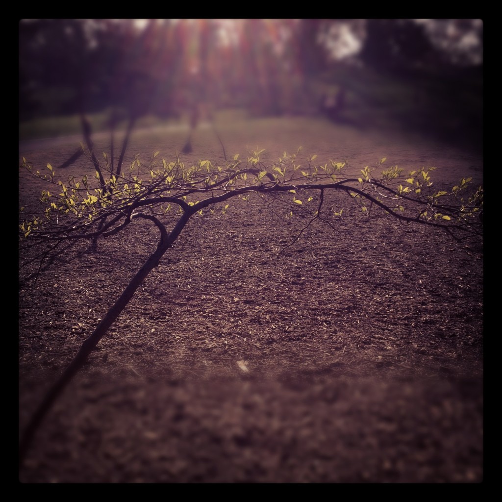 early leaves Photo: Sally Lloyd-Jones