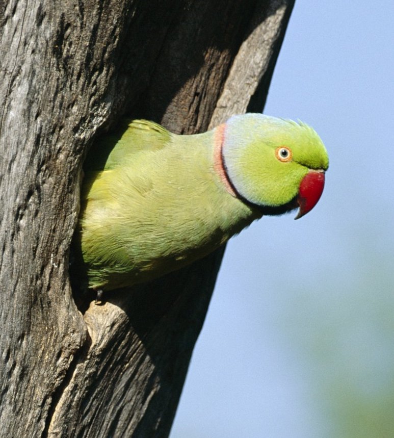 Rose-ringed parakeet in it's tree--or someone else's (wouldn't want to mess with him) Photo: Jean-Louis Le Moigne