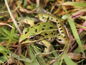 leopard-frog-new-york-01_85162_990x742