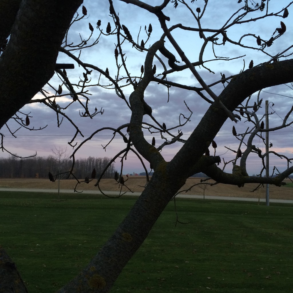 in the morning, looking out from Ann's porch