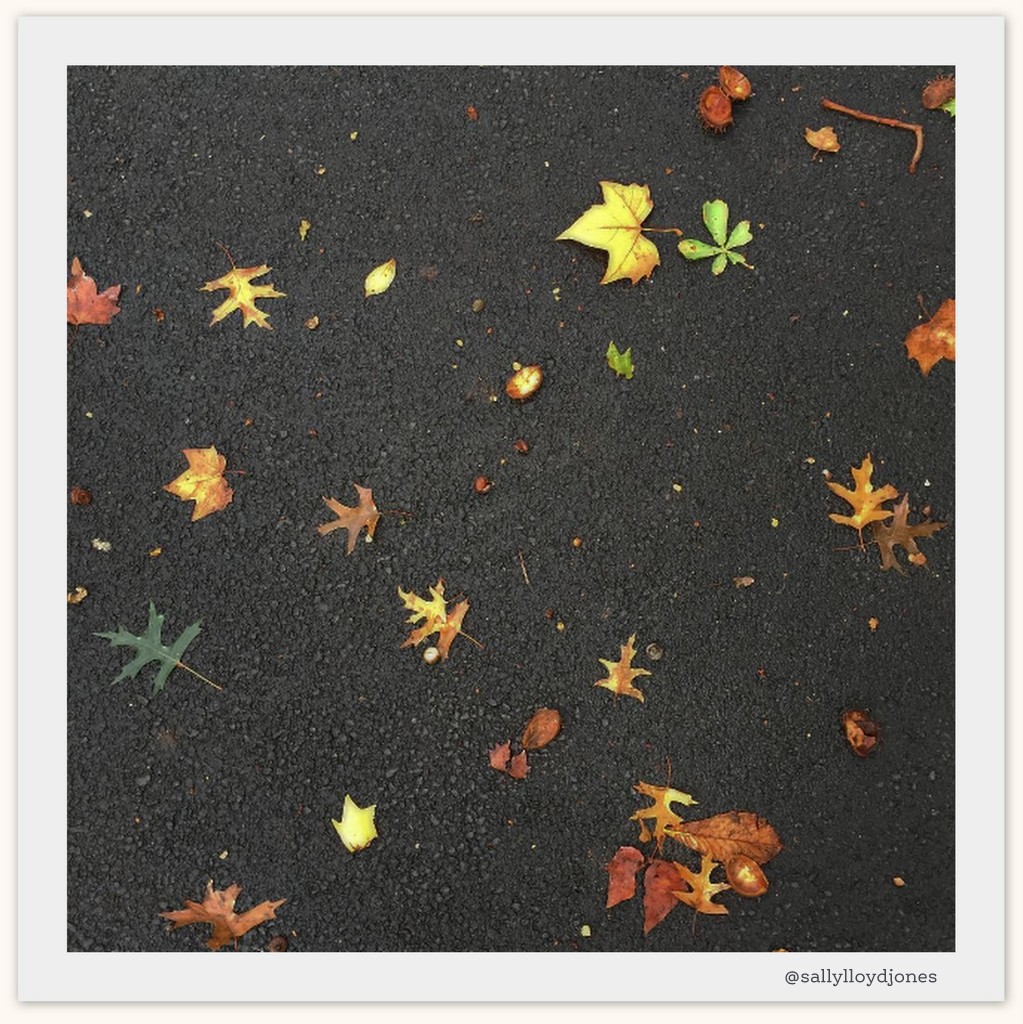 slj-blog-leaves-on-path